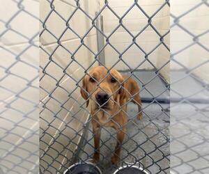 Labrador Retriever-Unknown Mix Dogs for adoption in Anchorage, AK, USA