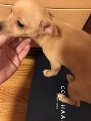 Chihuahua Puppy for sale in QUINCY, MA, USA