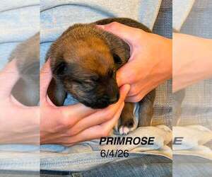 Flower Patch Litter Primrose - Located in TX - Female Mutt Dog for Adoption - Photo #3