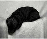Small Photo #36 Goldendoodle Puppy For Sale in HOWARD CITY, MI, USA