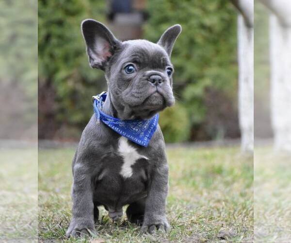 Medium Photo #3 French Bulldog Puppy For Sale in GRESHAM, OR, USA