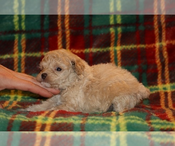 Medium Photo #7 Poodle (Toy) Puppy For Sale in DYERSBURG, TN, USA
