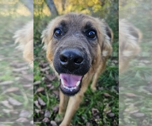 Mutt Dogs for adoption in Cuba, NY, USA