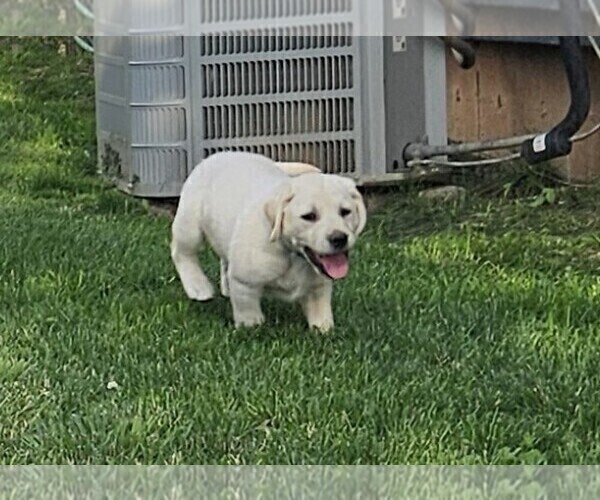 Medium Photo #2 Labrador Retriever Puppy For Sale in CEDAREDGE, CO, USA