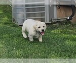 Small #1 Labrador Retriever