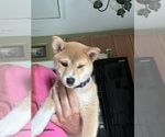 Puppy Jin Shiba Inu
