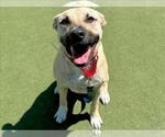 Small #2 Black Mouth Cur