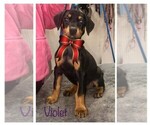 Small Photo #8 Doberman Pinscher Puppy For Sale in SAINT LOUIS, MO, USA