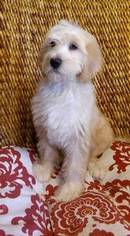 Labradoodle-Unknown Mix Puppy for sale in WINTER PARK, FL, USA