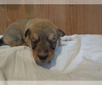 Small Photo #17 Australian Shepherd-Pembroke Welsh Corgi Mix Puppy For Sale in GALLEGOS, NM, USA