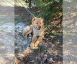Small Chow Chow-Golden Retriever Mix