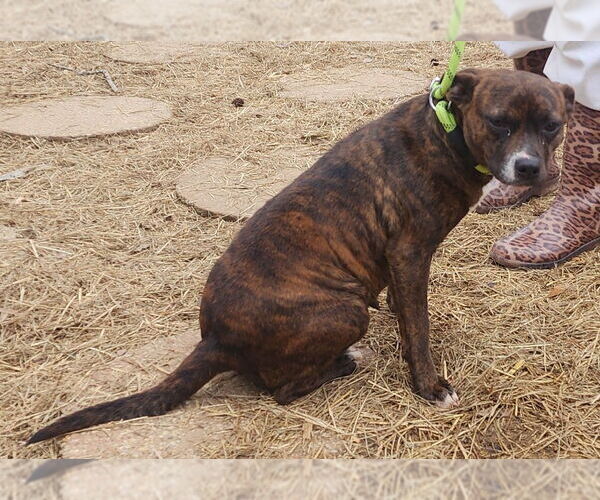 Medium Photo #3 Mutt Puppy For Sale in Wetumpka, AL, USA