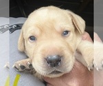Image preview for Ad Listing. Nickname: Yellow collar