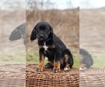 Small Photo #1 English Setter-Labloodhound Mix Puppy For Sale in LISLE, NY, USA