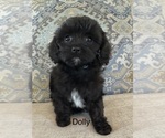 Small Photo #1 Cavapoo (Miniature) Puppy For Sale in GILBERTSVILLE, PA, USA