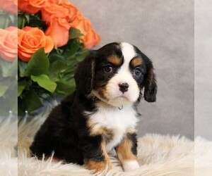 Bernese Mountain Dog-Cavalier King Charles Spaniel Mix Puppy for Sale in COATESVILLE, Pennsylvania USA