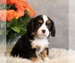 Image preview for Ad Listing. Nickname: Litter of 7