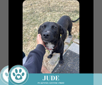 Small #2 Labrador Retriever Mix