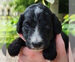 Image preview for Ad Listing. Nickname: Trixie