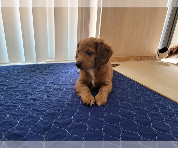 Medium Photo #11 Aussie-Poo Puppy For Sale in DORAL, FL, USA