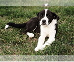 Small #11 Great Pyrenees Mix