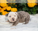 Puppy Whiskey Olde English Bulldogge