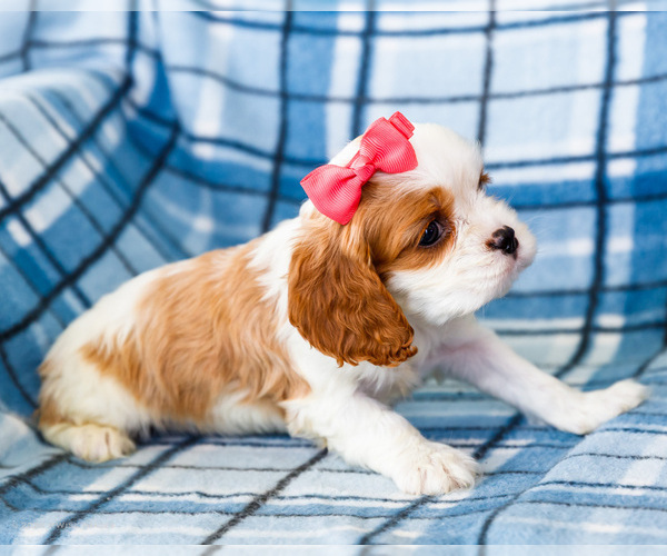 Medium Photo #10 Cockalier Puppy For Sale in WAKARUSA, IN, USA