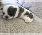 Image preview for Ad Listing. Nickname: Shih tzu puppy