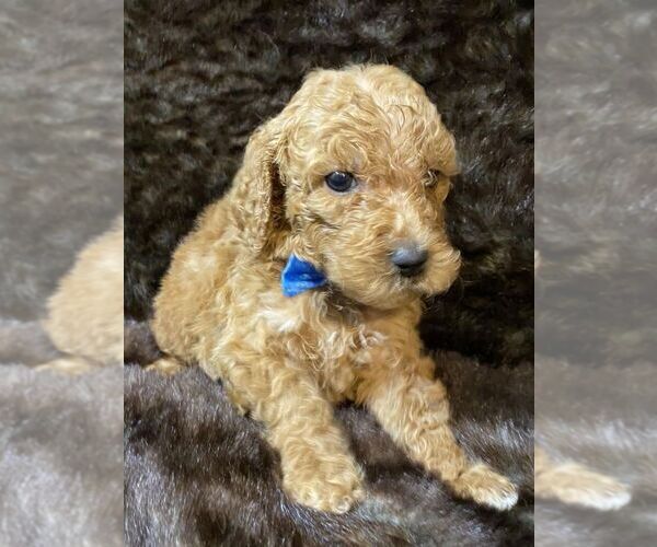 Medium Photo #4 Poodle (Standard) Puppy For Sale in JUDSONIA, AR, USA