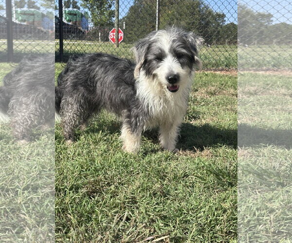 Medium Photo #1 Mutt Puppy For Sale in Pacolet, SC, USA