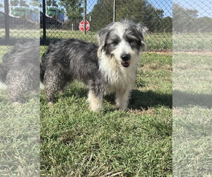 Joe Jul 26 - Male Mutt Dog for Adoption