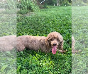 Charlie - Male Poodle (Miniature) Dog for Adoption - Photo #3