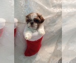 Small Photo #10 Shih Tzu Puppy For Sale in ALLENSVILLE, KY, USA
