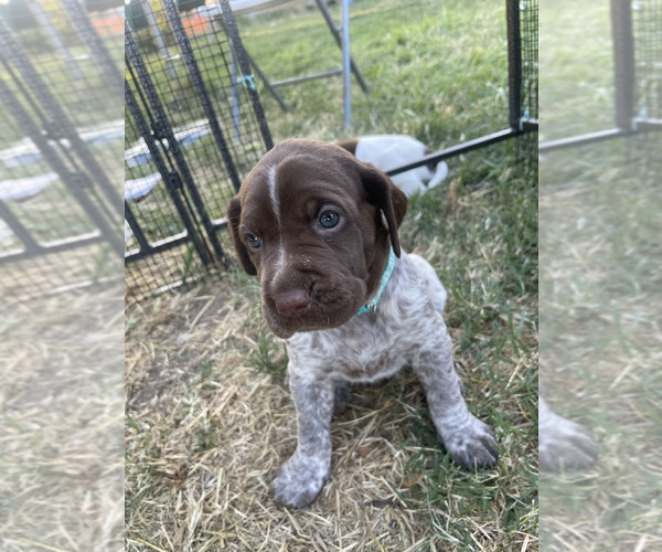 Medium Photo #41 Pointer Puppy For Sale in SACRAMENTO, CA, USA