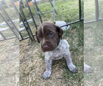 Small Photo #41 Pointer Puppy For Sale in SACRAMENTO, CA, USA