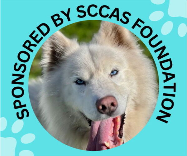 Medium Photo #2 Samoyed-Unknown Mix Puppy For Sale in Santa Cruz, CA, USA