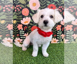 Maltese-Unknown Mix Dogs for adoption in Corona, CA, USA