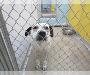Bulldog-Unknown Mix Dogs for adoption in Temple, TX, USA
