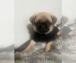 Small Photo #6 Pug Puppy For Sale in ARLINGTON, TX, USA