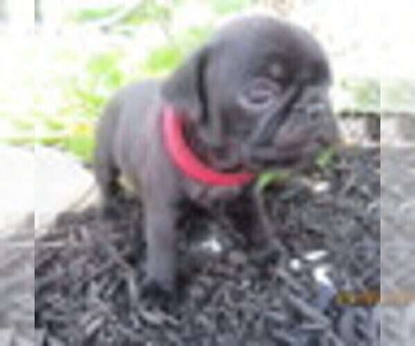 Medium Photo #2 Pug Puppy For Sale in NEWVILLE, PA, USA