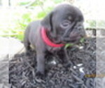 Small Photo #2 Pug Puppy For Sale in NEWVILLE, PA, USA