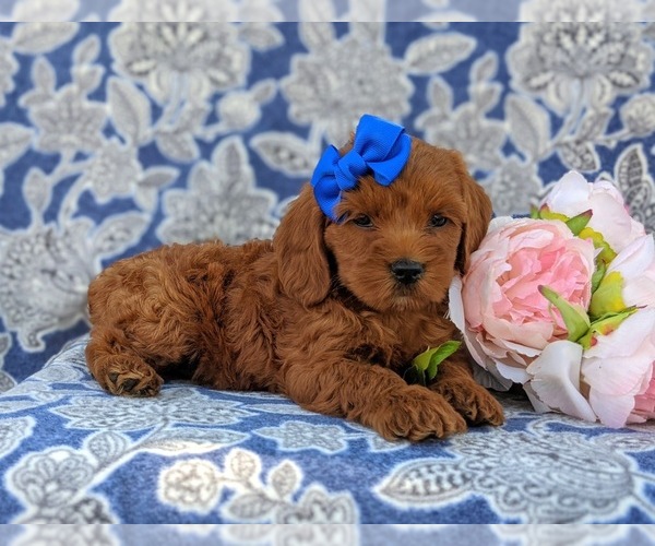 Medium Photo #6 Cocker Spaniel-Poodle (Miniature) Mix Puppy For Sale in NEW HOLLAND, PA, USA