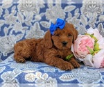 Small Photo #6 Cocker Spaniel-Poodle (Miniature) Mix Puppy For Sale in NEW HOLLAND, PA, USA