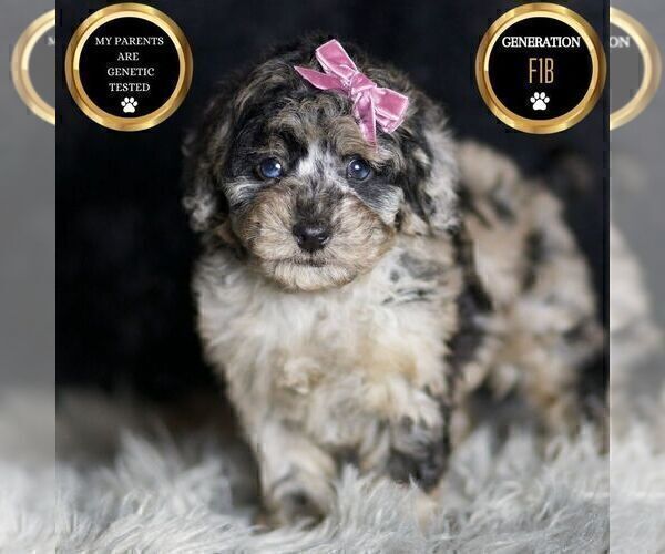 Medium Photo #76 Maltipoo Puppy For Sale in WARSAW, IN, USA