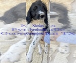 Small #1 Poodle (Standard)-Pyrenean Sheepdog Mix