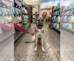 Joey - Male German Shepherd Dog Dog for Adoption - Photo #3