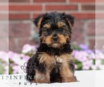 Small Yorkshire Terrier