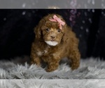 Small #5 Poodle (Miniature)