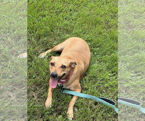 Peaches ~ meet me! - Female Boxador Dog for Adoption - Photo #4