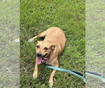Small Photo #4 Boxador Puppy For Sale in Southbury, CT, USA